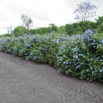 202004  hedge1.jpg